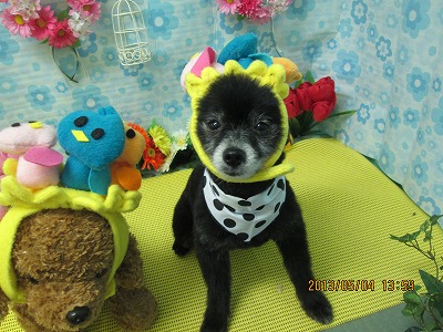 ファイル 6778-1.jpg