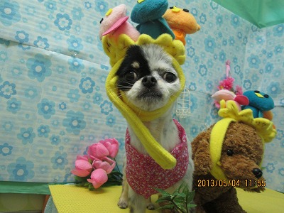 ファイル 6779-1.jpg