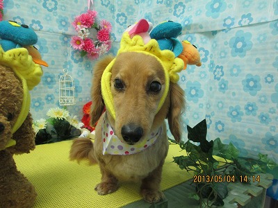 ファイル 6784-1.jpg