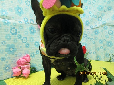 ファイル 6785-1.jpg