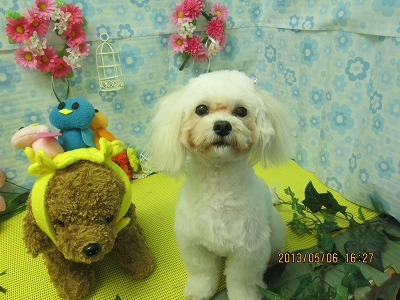 ファイル 6811-1.jpg