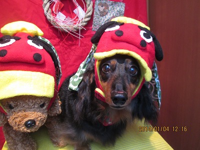 ファイル 6824-1.jpg