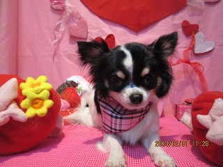 ファイル 6828-2.jpg