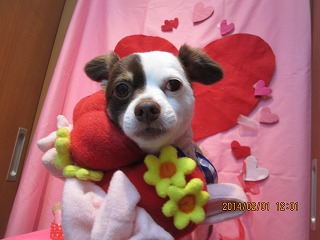 ファイル 6830-1.jpg