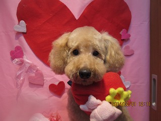 ファイル 6832-1.jpg