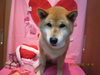 ファイル 6845-1.jpg