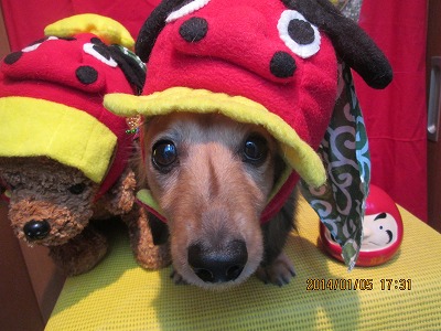 ファイル 6858-1.jpg