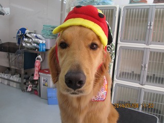 ファイル 6874-1.jpg