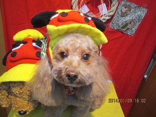 ファイル 6876-1.jpg