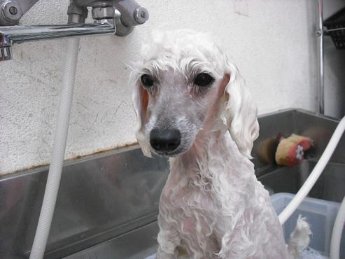 ファイル 689-2.jpg