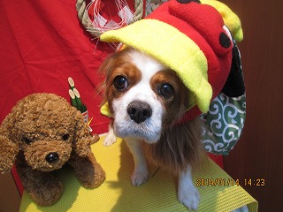 ファイル 6903-1.jpg