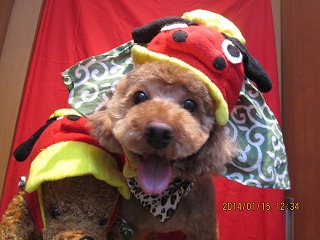 ファイル 6905-1.jpg