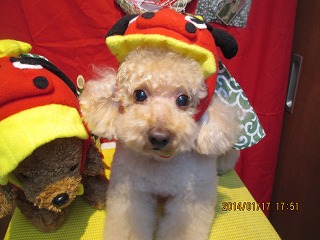 ファイル 6916-1.jpg