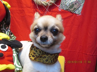 ファイル 6921-1.jpg