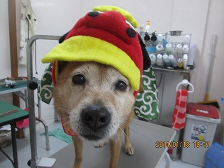 ファイル 6923-1.jpg