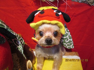 ファイル 6926-1.jpg