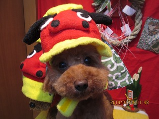 ファイル 6927-1.jpg