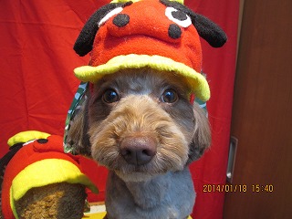 ファイル 6928-1.jpg