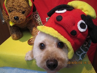 ファイル 6929-1.jpg