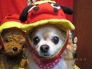 ファイル 6930-1.jpg