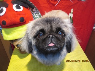 ファイル 6946-2.jpg