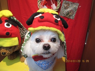 ファイル 6947-1.jpg