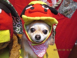 ファイル 6950-1.jpg