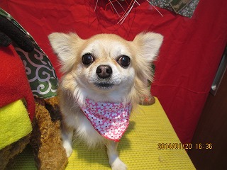 ファイル 6950-2.jpg