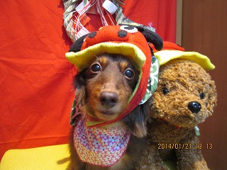 ファイル 6955-1.jpg