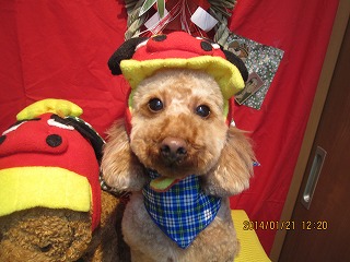 ファイル 6956-1.jpg