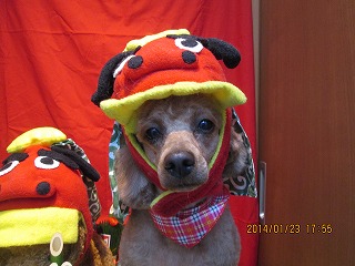 ファイル 6964-1.jpg