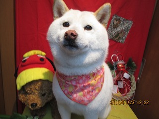 ファイル 6968-1.jpg