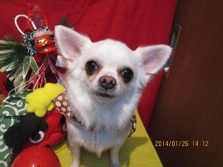 ファイル 6981-1.jpg