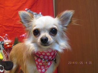 ファイル 6982-1.jpg