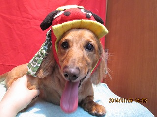 ファイル 6990-1.jpg