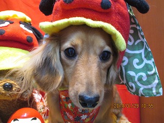 ファイル 6994-1.jpg