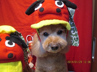 ファイル 6995-1.jpg