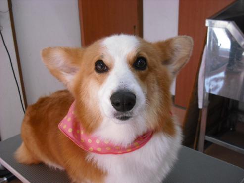 ファイル 7-1.jpg