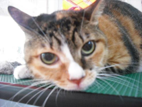 ファイル 701-1.jpg