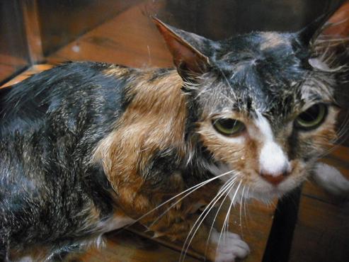 ファイル 701-2.jpg