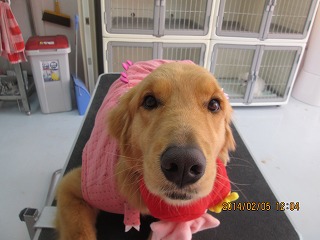 ファイル 7022-1.jpg