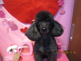 ファイル 7037-1.jpg