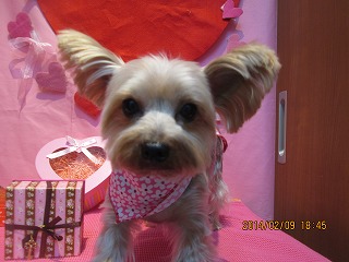 ファイル 7039-1.jpg