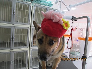 ファイル 7074-1.jpg