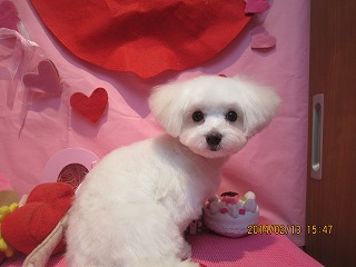 ファイル 7077-1.jpg