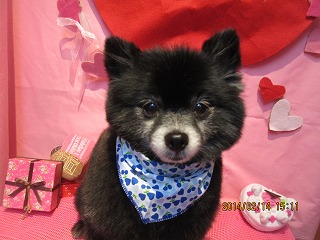 ファイル 7085-1.jpg