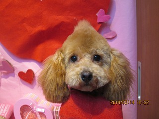 ファイル 7088-2.jpg