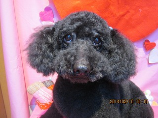 ファイル 7093-1.jpg