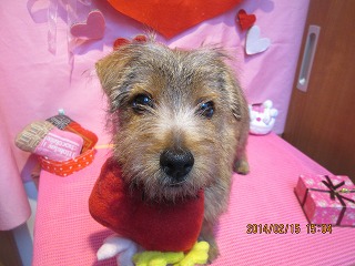 ファイル 7096-1.jpg