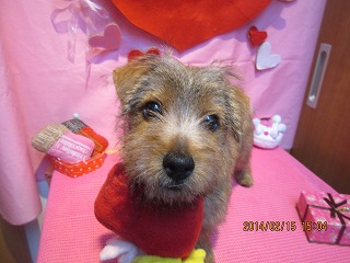 ファイル 7096-2.jpg